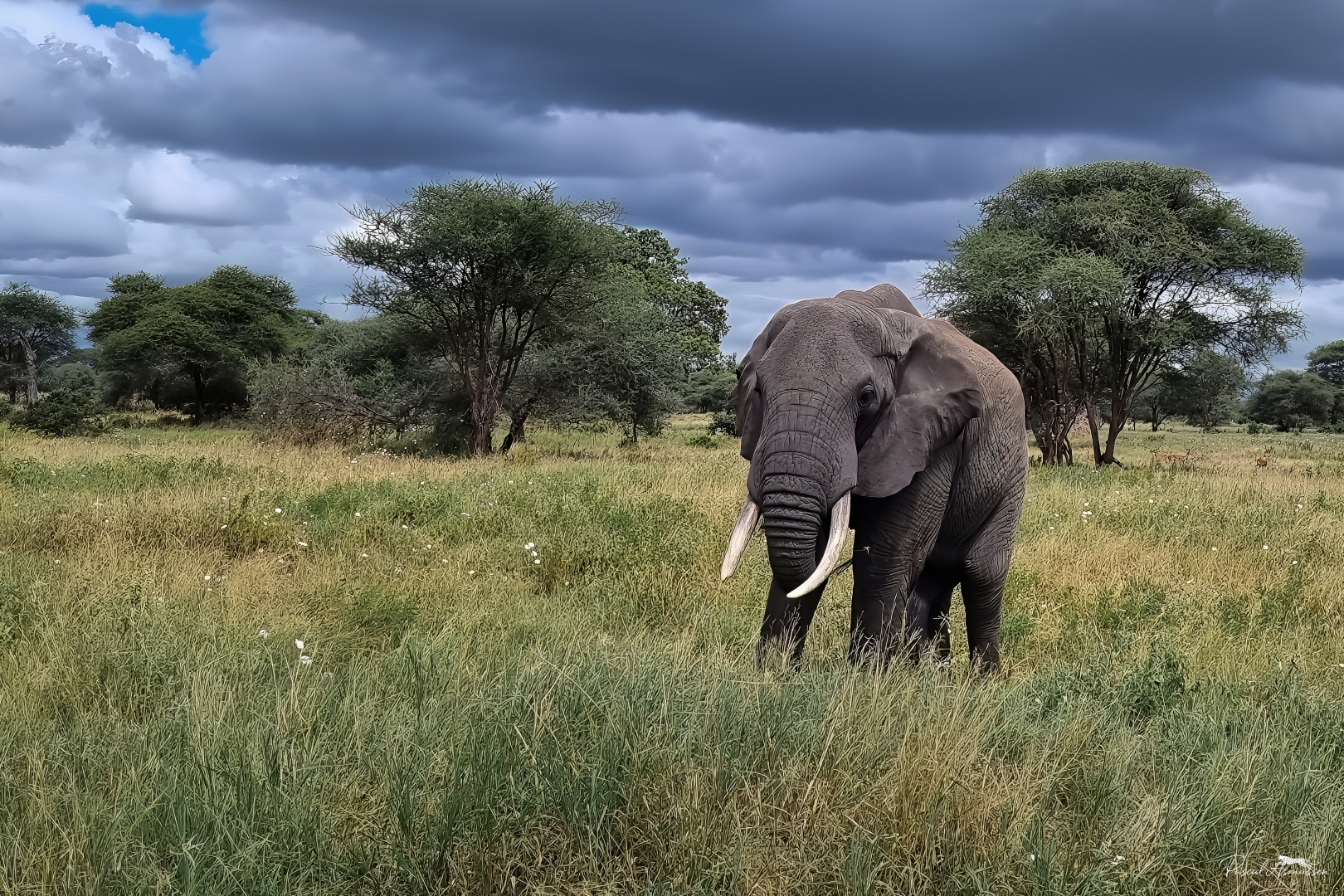 Elephant tarangire np tanzanie grande 