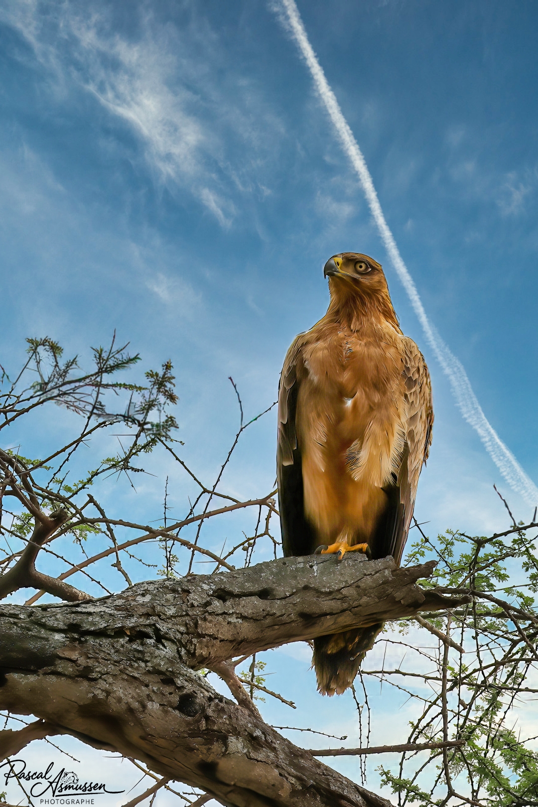 Aigle royal tarangire np tanzanie grande 