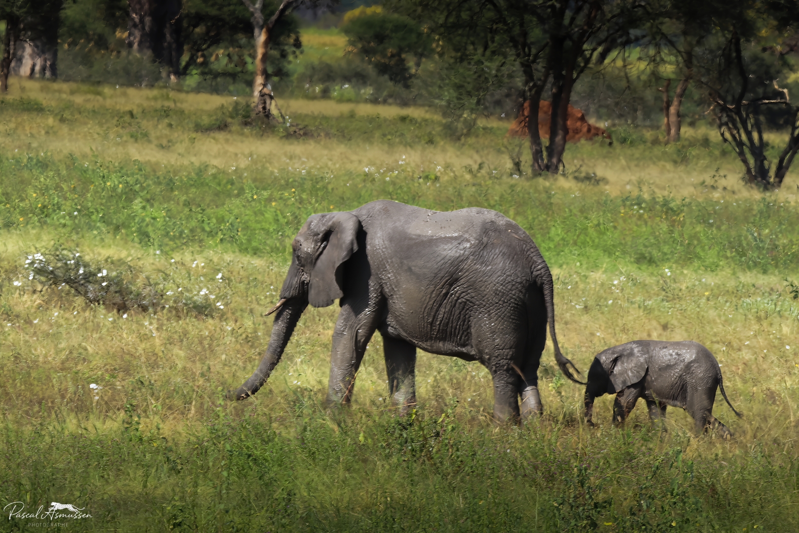 Elephanteau et mere tarangire np tanzanie grande 