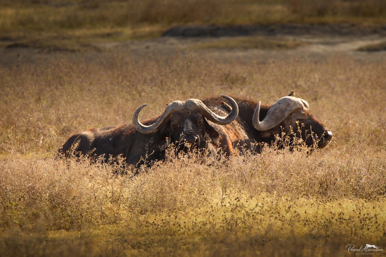 Buffles tarangire np tanzanie grande 
