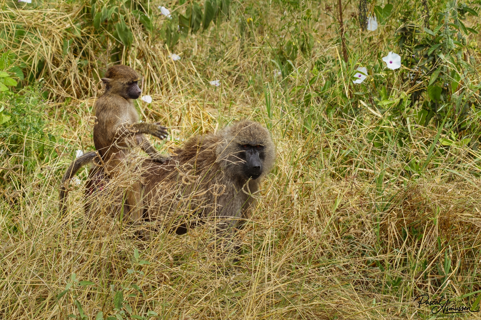 Babouins tarangire np tanzanie grande 
