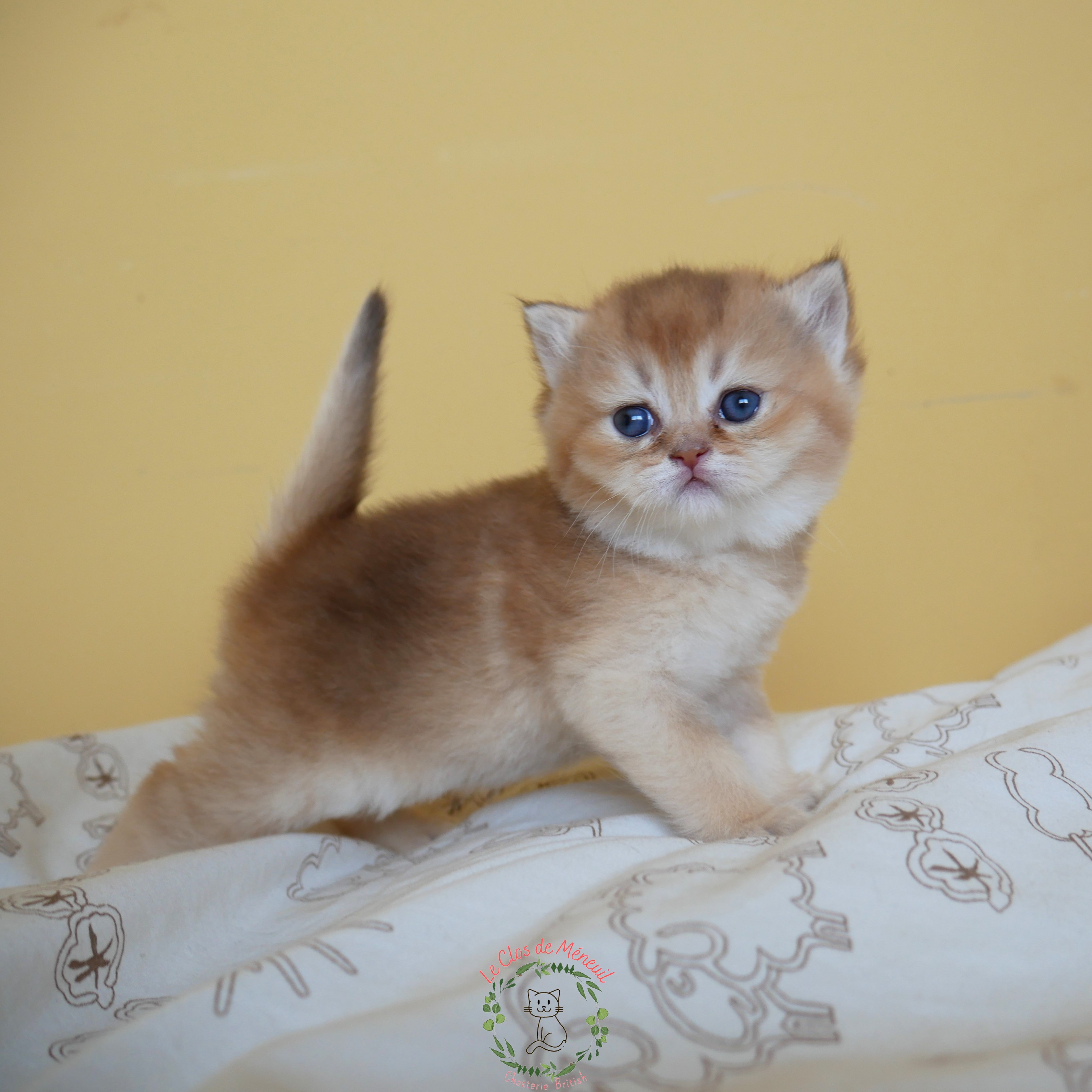 Choco shaded 4sem 1 
