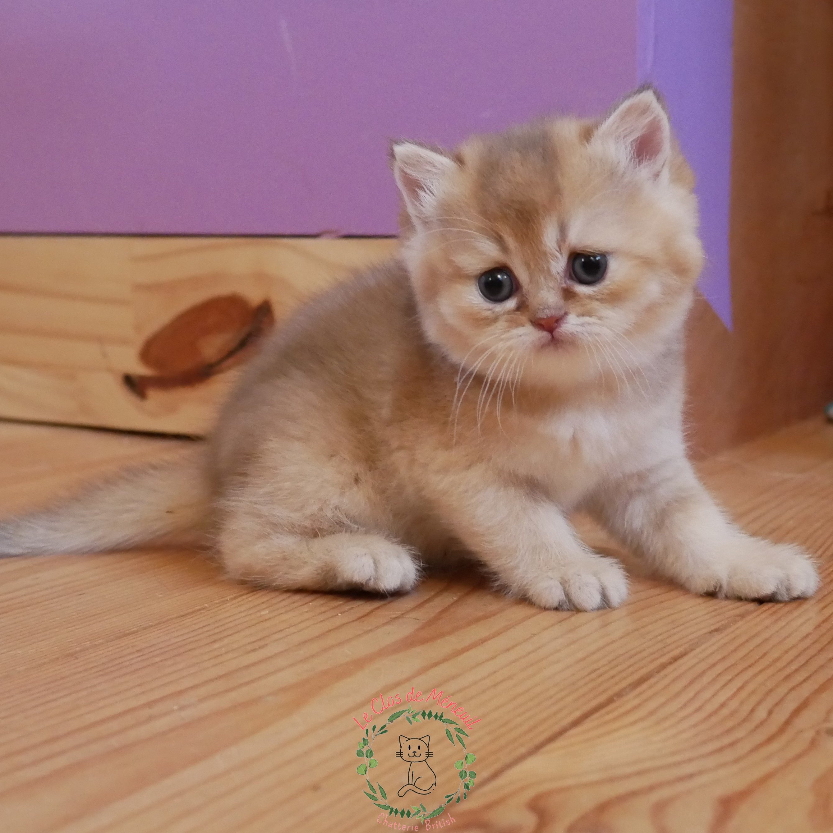 Choco shaded 5sem 1 