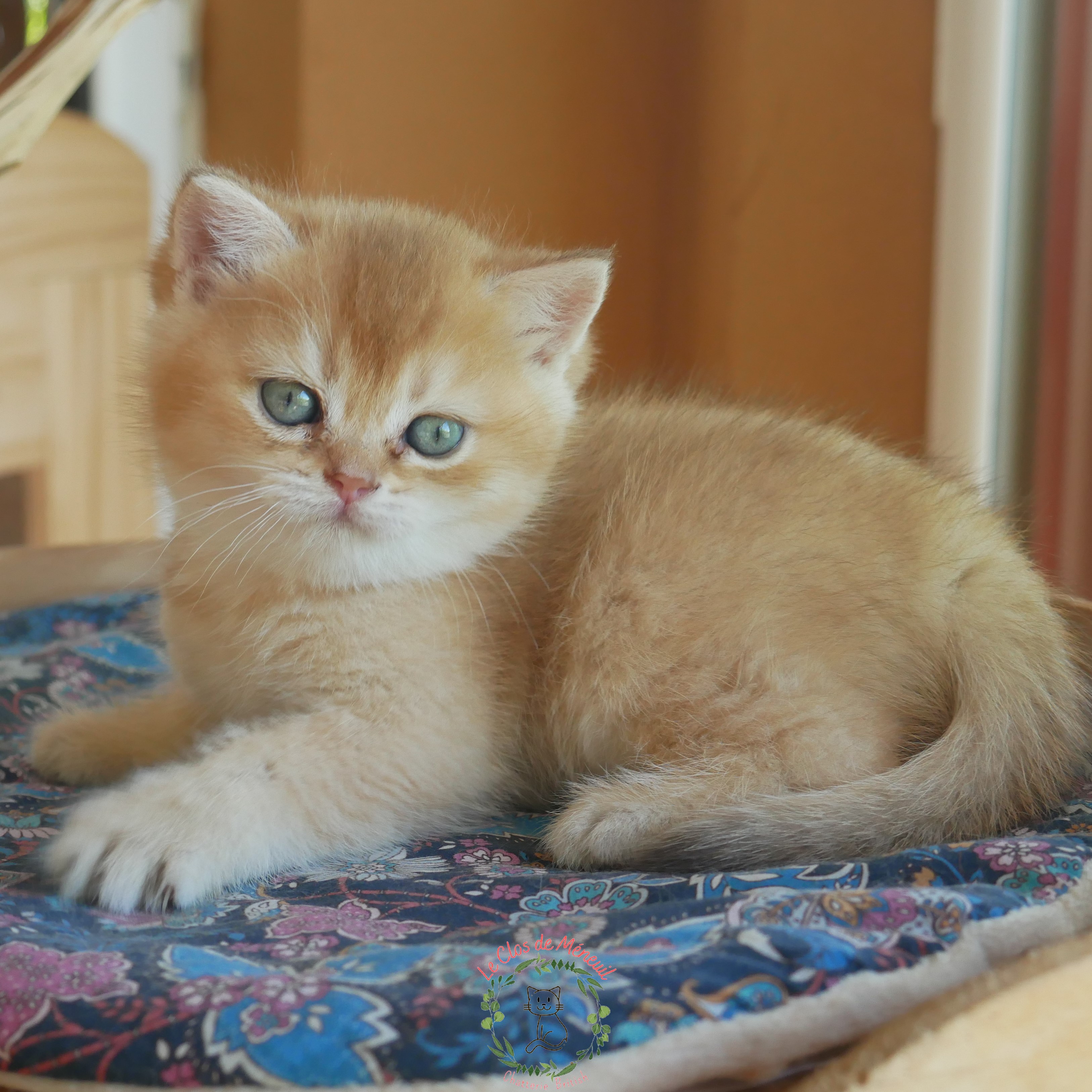 Choco shelle 6sem 3 