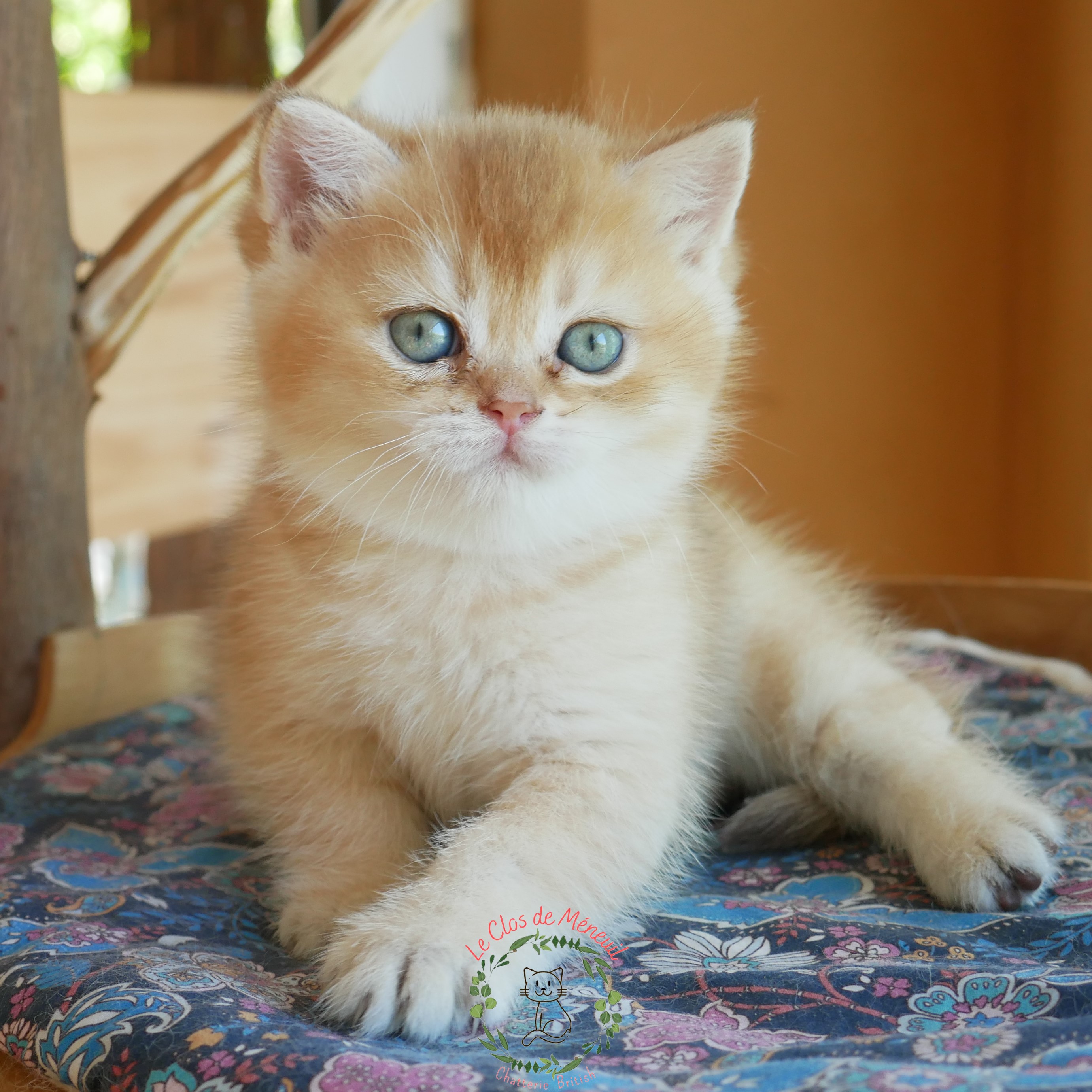 Choco shelle 6sem 1 