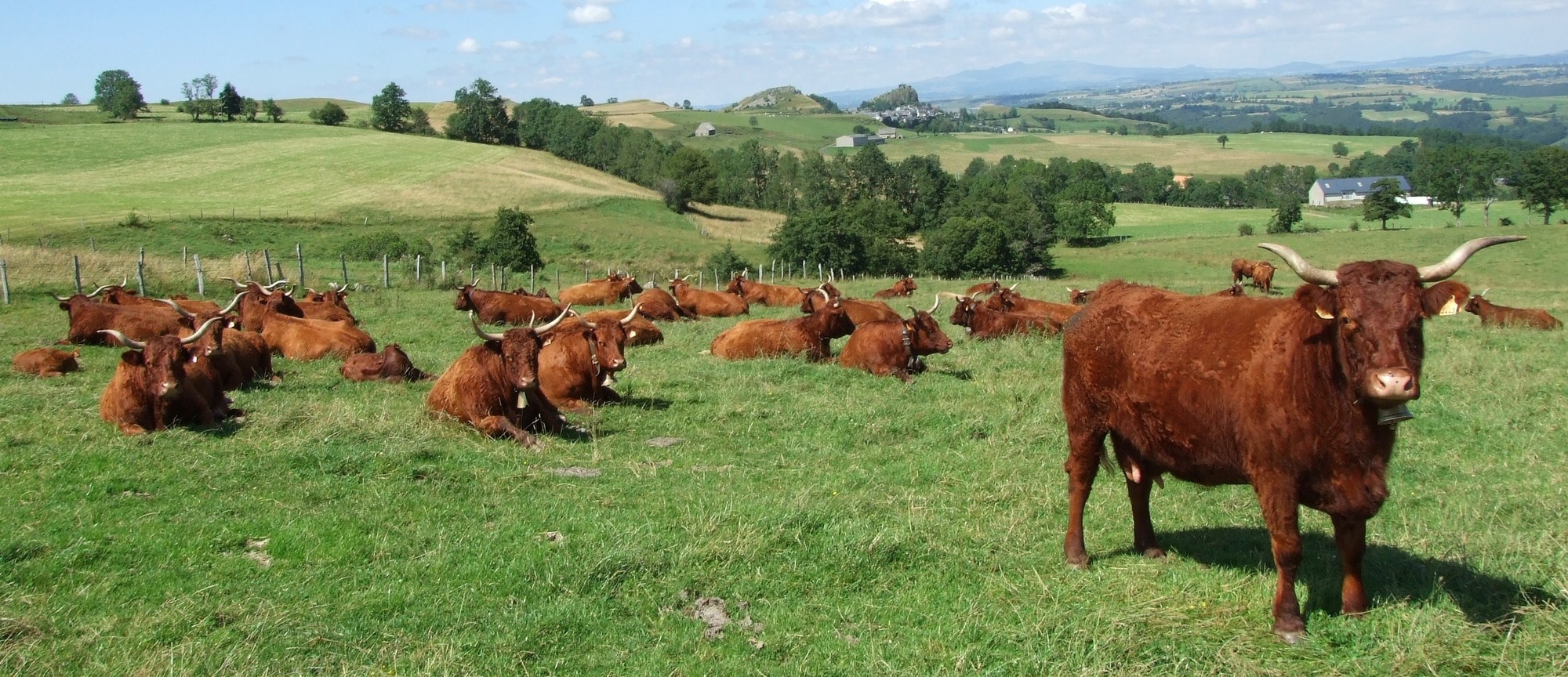 Troupeau avec vaches salers photo resized