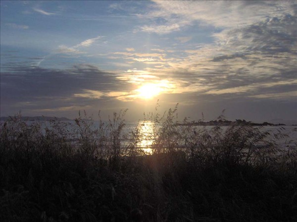 Royau contre jour derriere la dune