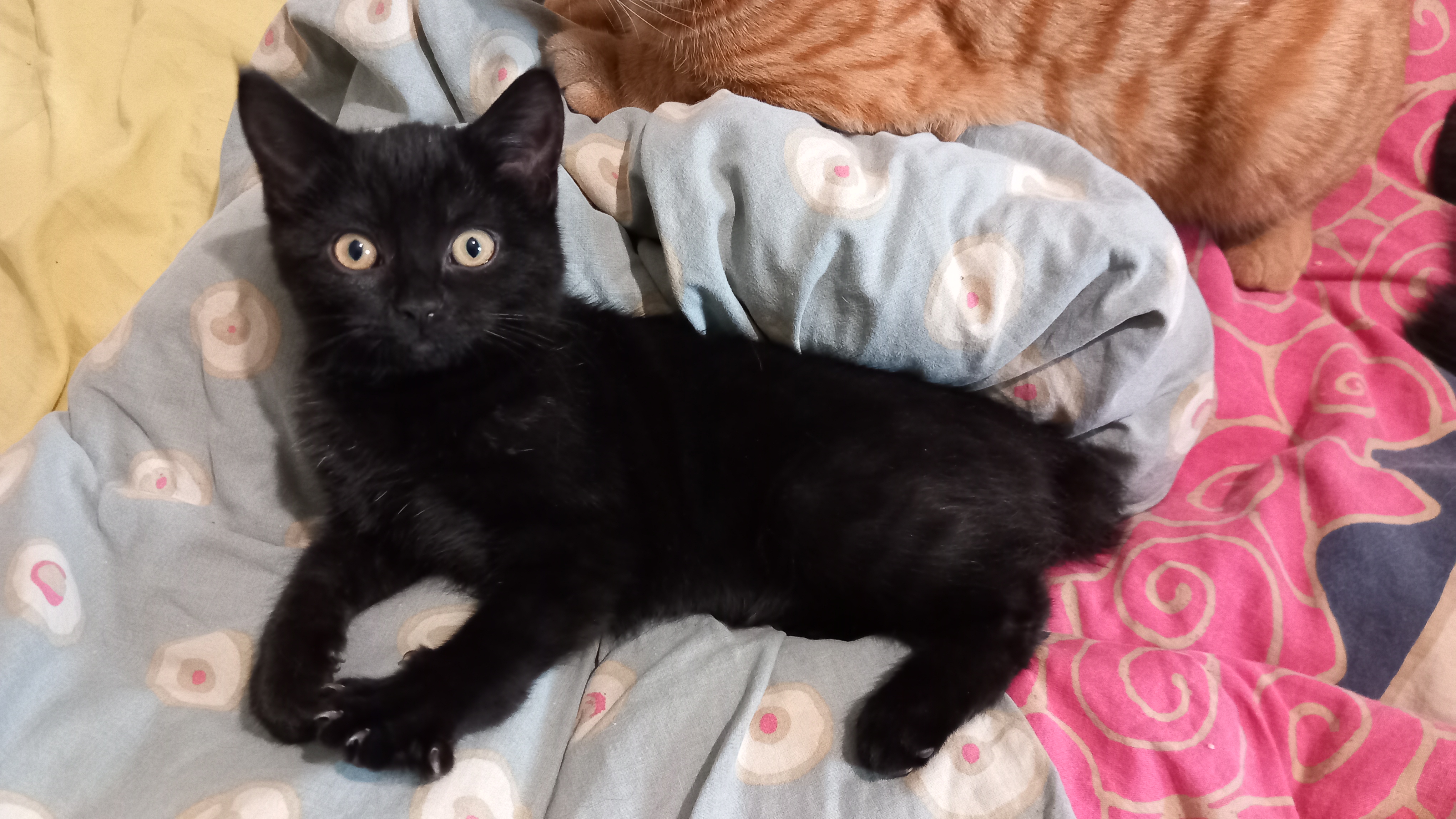 Umbra Khan d'Ellan Vannin, Manx stumpy noire