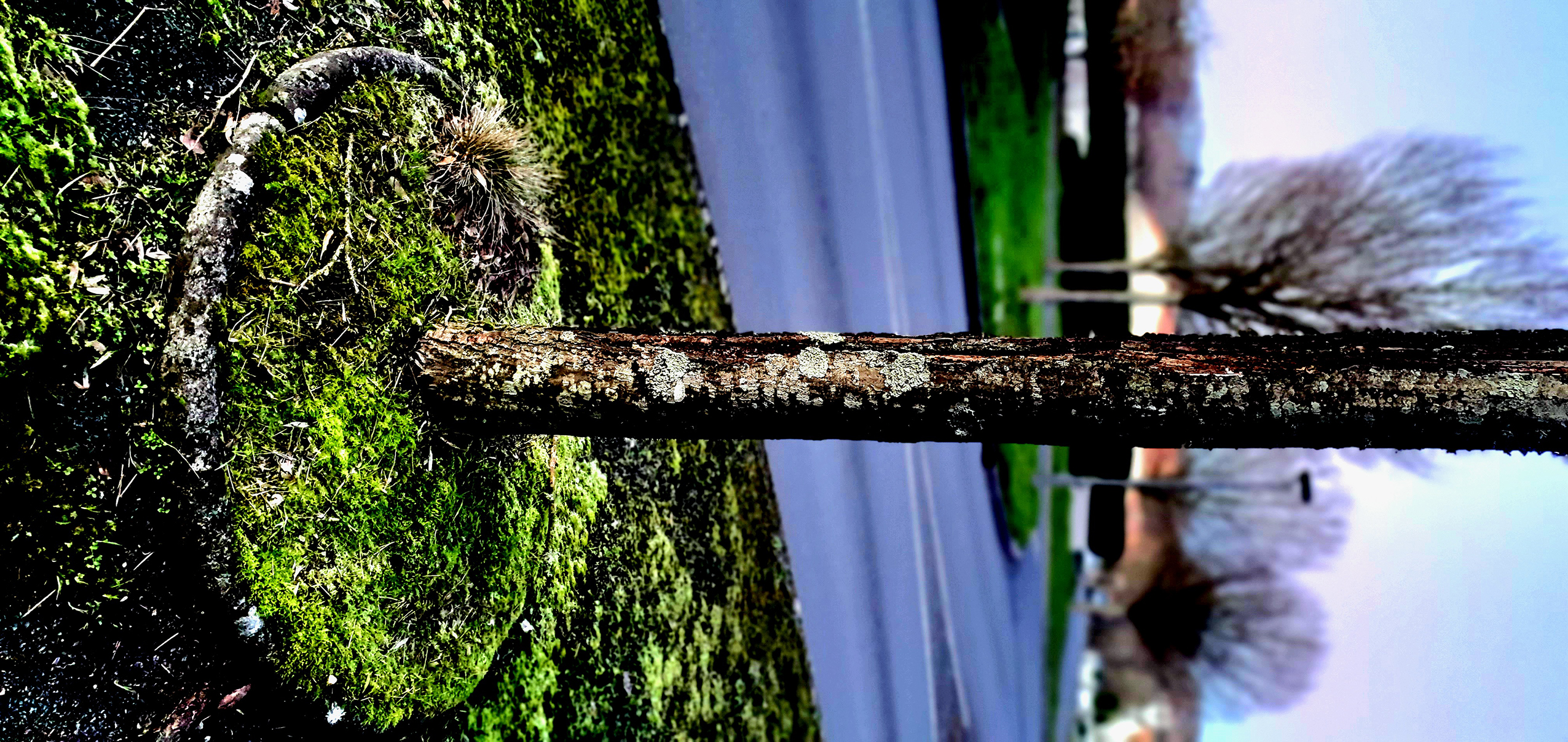 Arbre
