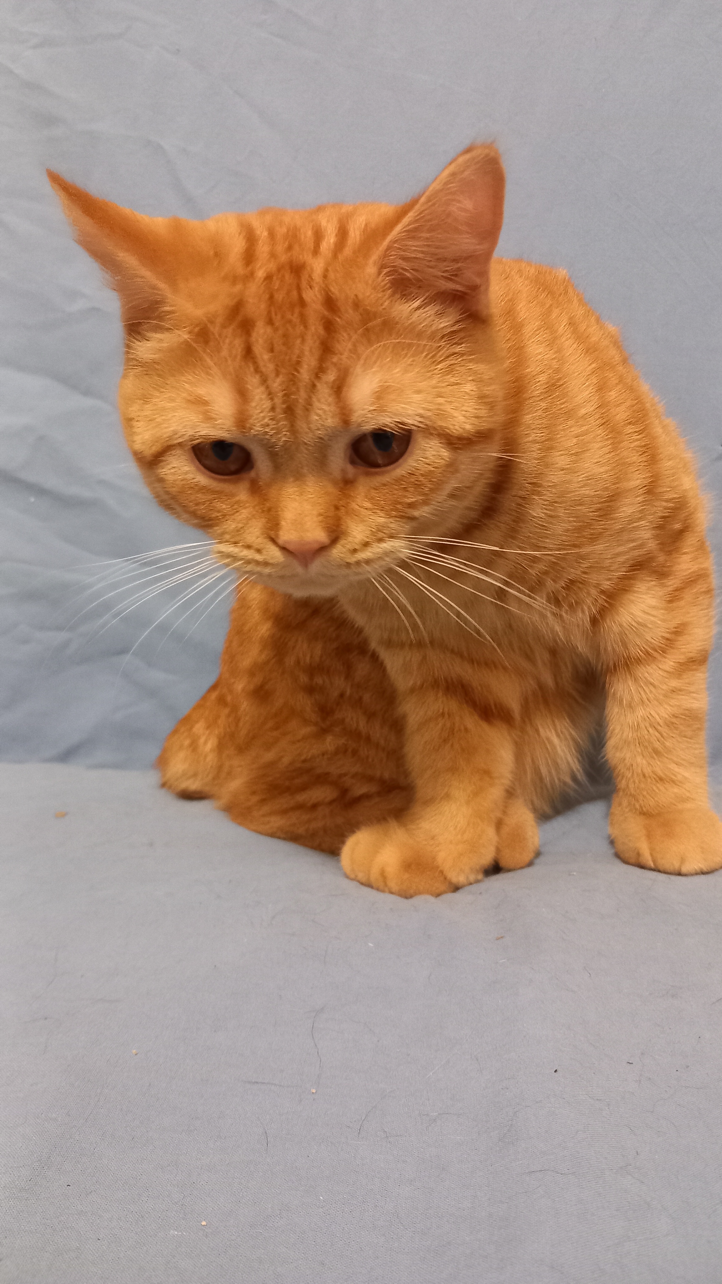 Uri Khan d'Ellan Vannin, Manx stumpy roux