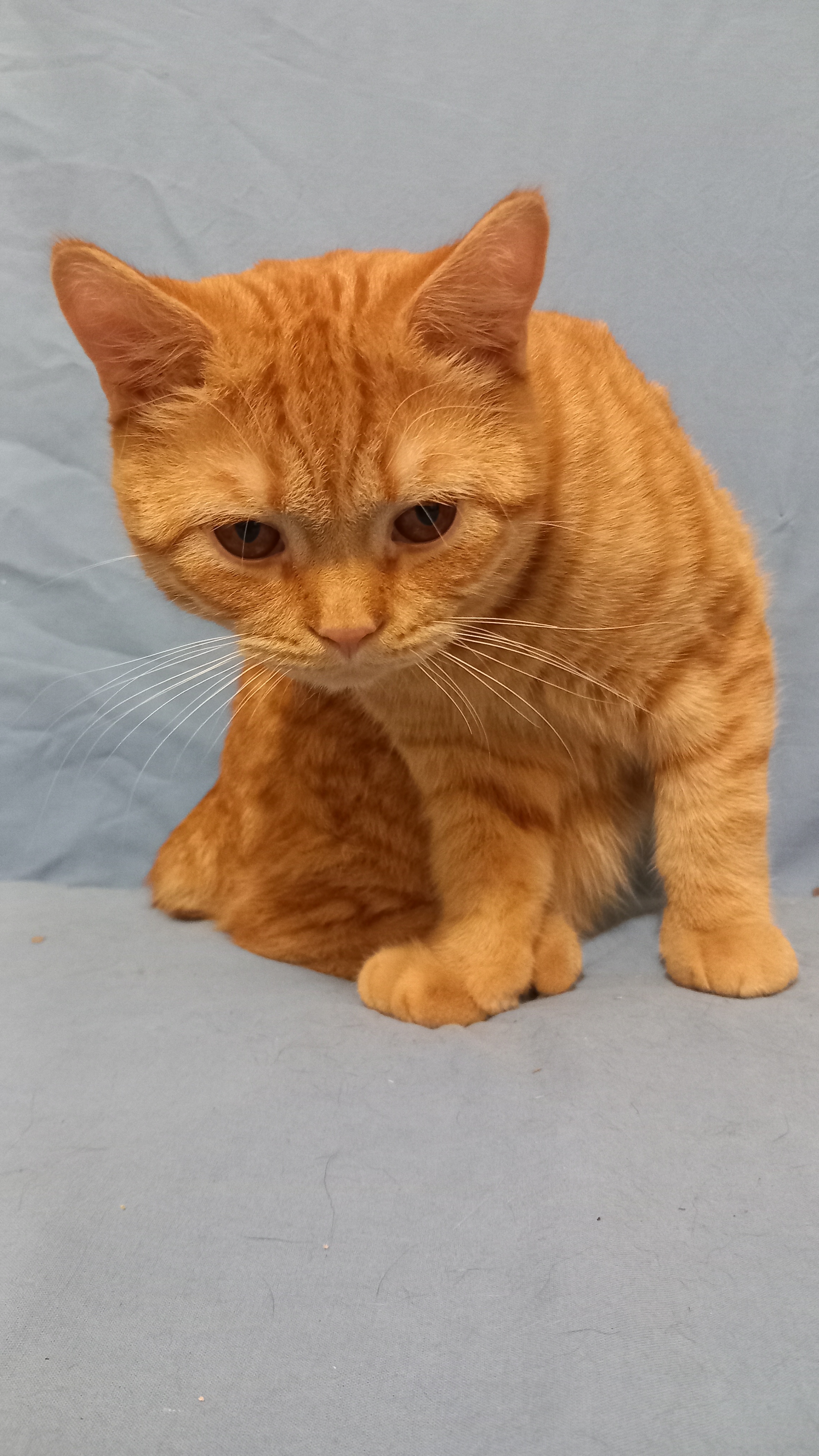 Uri Khan d'Ellan Vannin, Manx rumpy roux