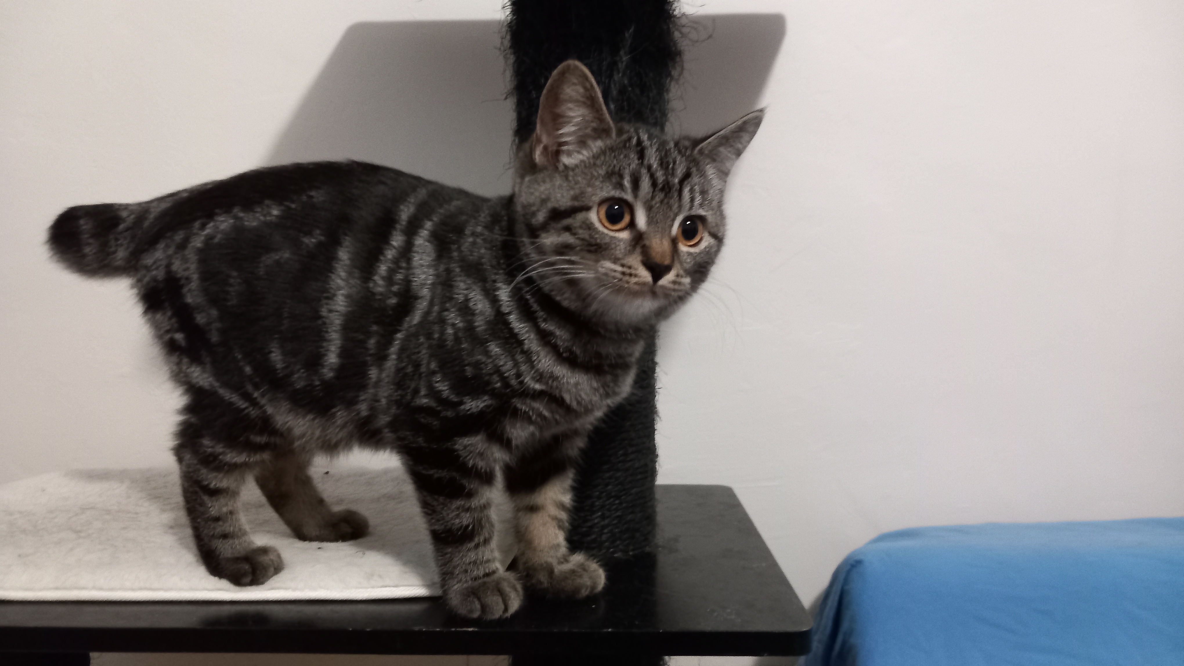 Ursae Khan d'Ellan Vannin, Manx stumpy brown blotched tabby