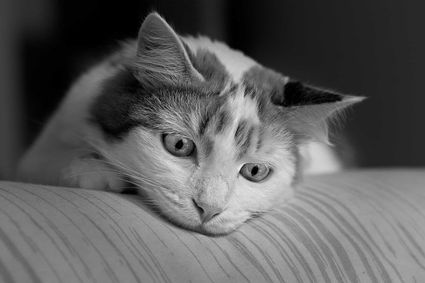 Photo portrait chatte noir blanc joue hd