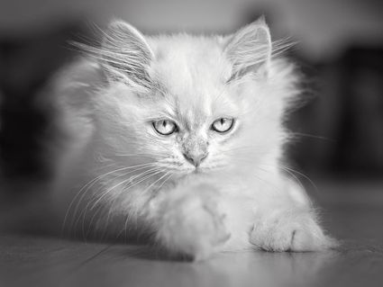 Photo portrait noir blanc chaton british longhair