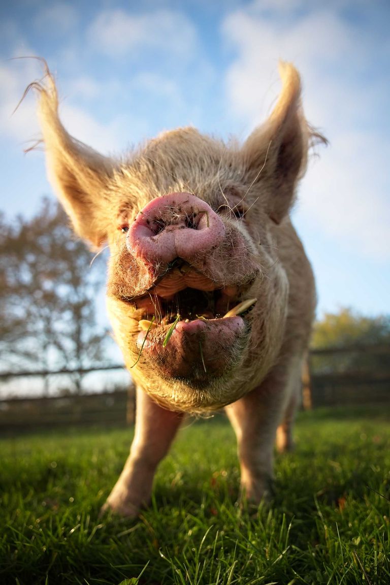 Portrait cochon mange grand angle