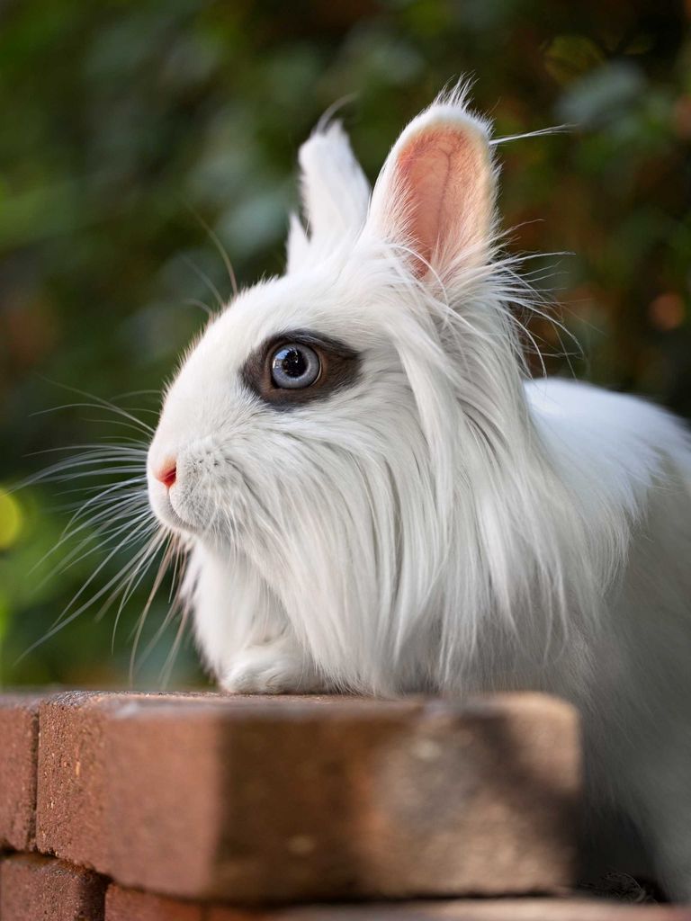 Portrait artistique lapin blanc oeil bleu