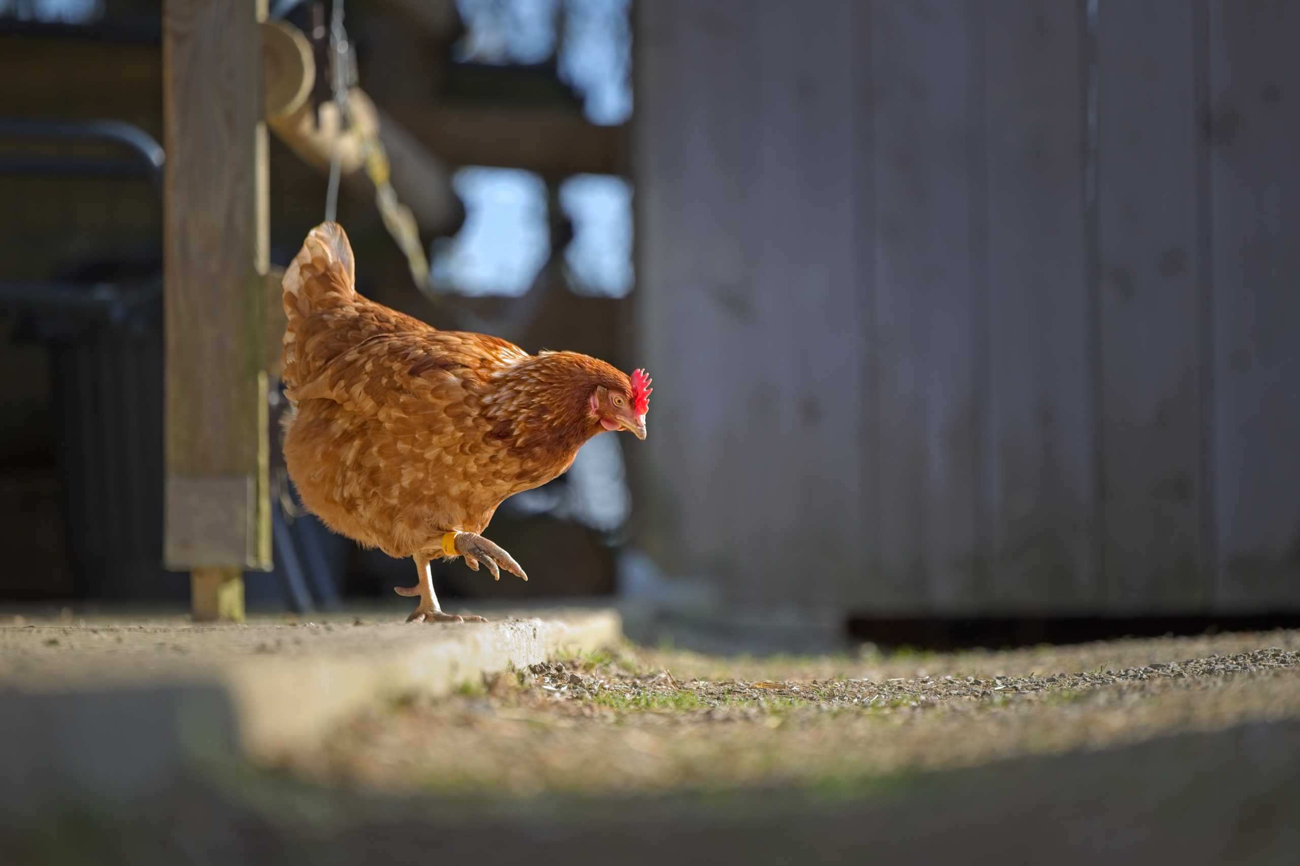Photo poule rousse marche cour