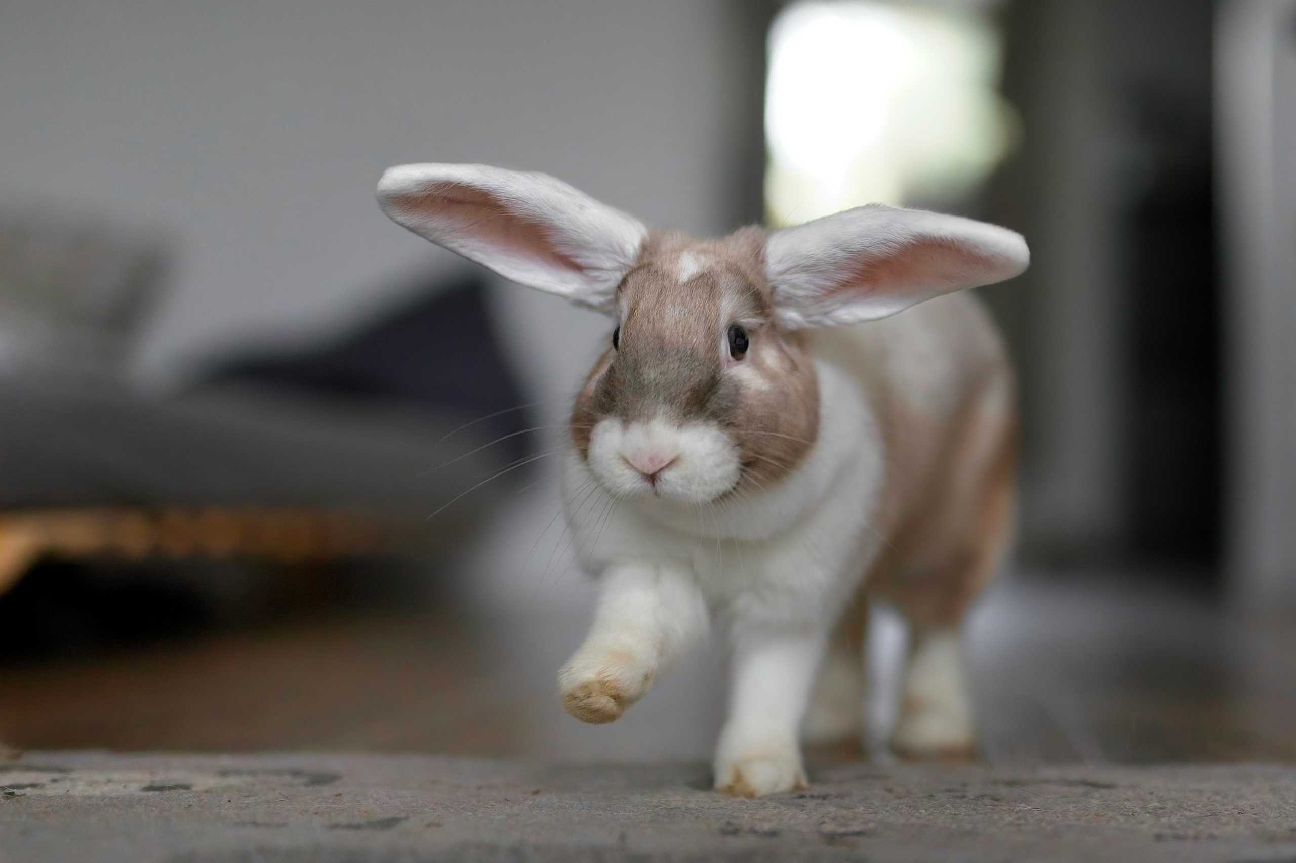 Photo lapin court action oreilles