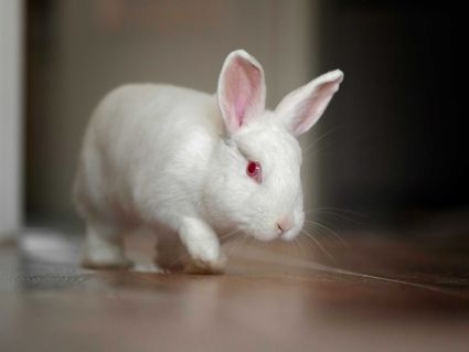 Photo lapin blanc portrait oreilles