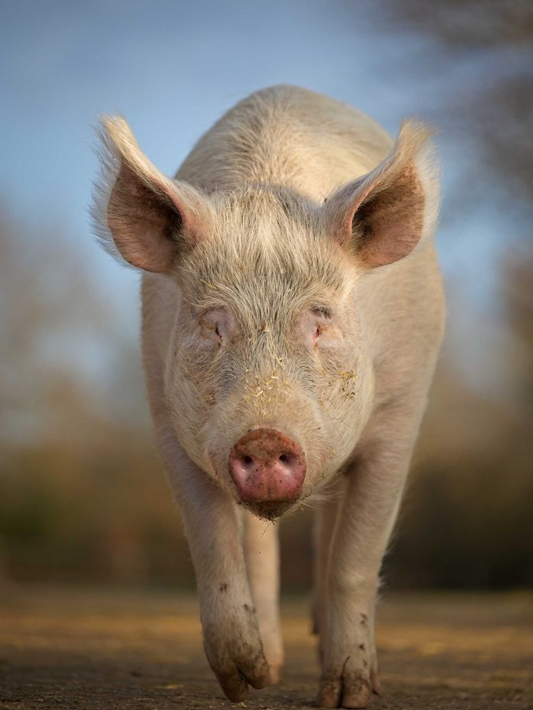 Photo cochon ferme artistique avance