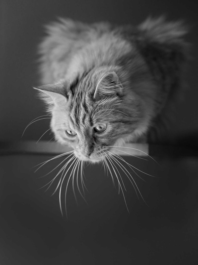Photo noir blanc chat moustaches