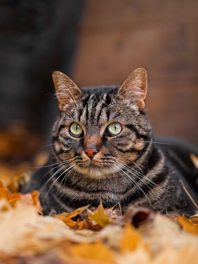 Photo chat portrait feuilles automne