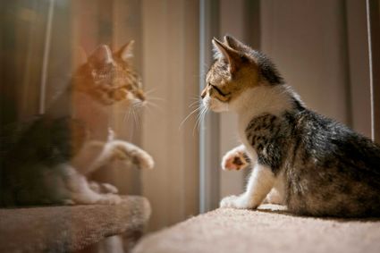 Photo chaton reflet vitre artistique