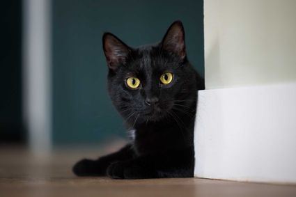 Photo chat noir yeux jaune