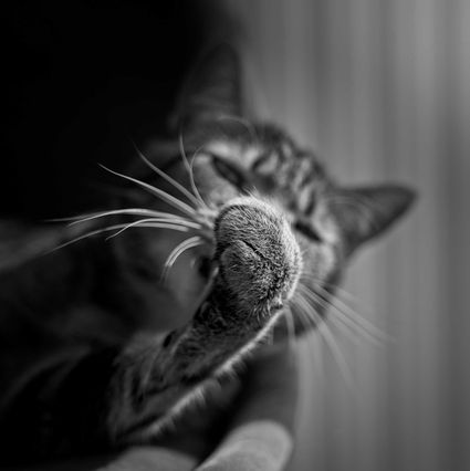 Photo chat noir blanc portrait