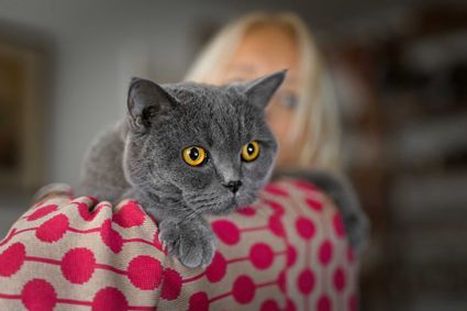 Photo chat british shorthair calin