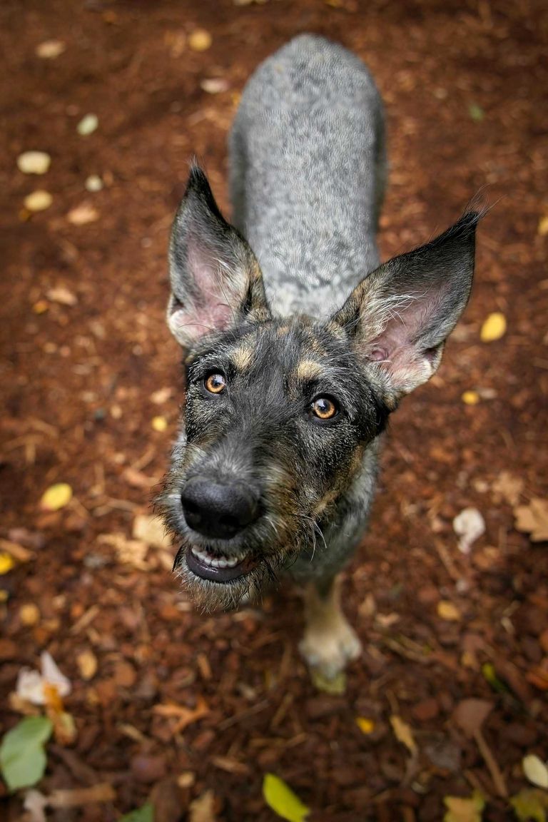 Photo portrait chien topshot belle clochard