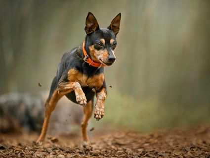 Photo portrait chien pinscher saut action