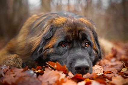 Photo portrait chien leonberg feuilles automne