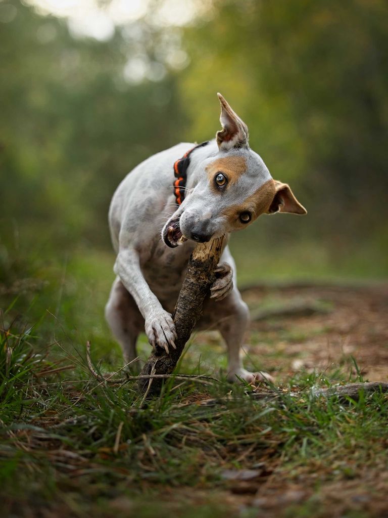 Photo portrait chien jack russell baton