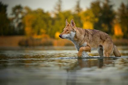 Photo chien loup saarlos lac portrait