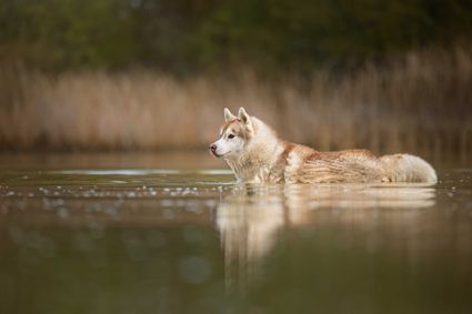 Photo chien lac eau husky siberien