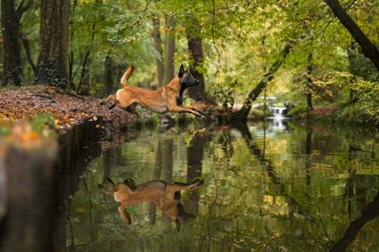 Photo chien berger malinois saut eau