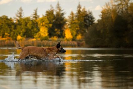 Photo chien berger malinois court eau etang