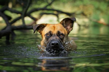 Photo artistique chien avance eau mare