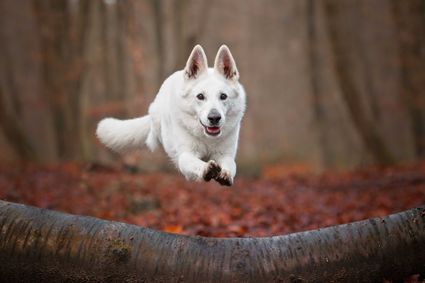Photo action chien berger blanc suisse