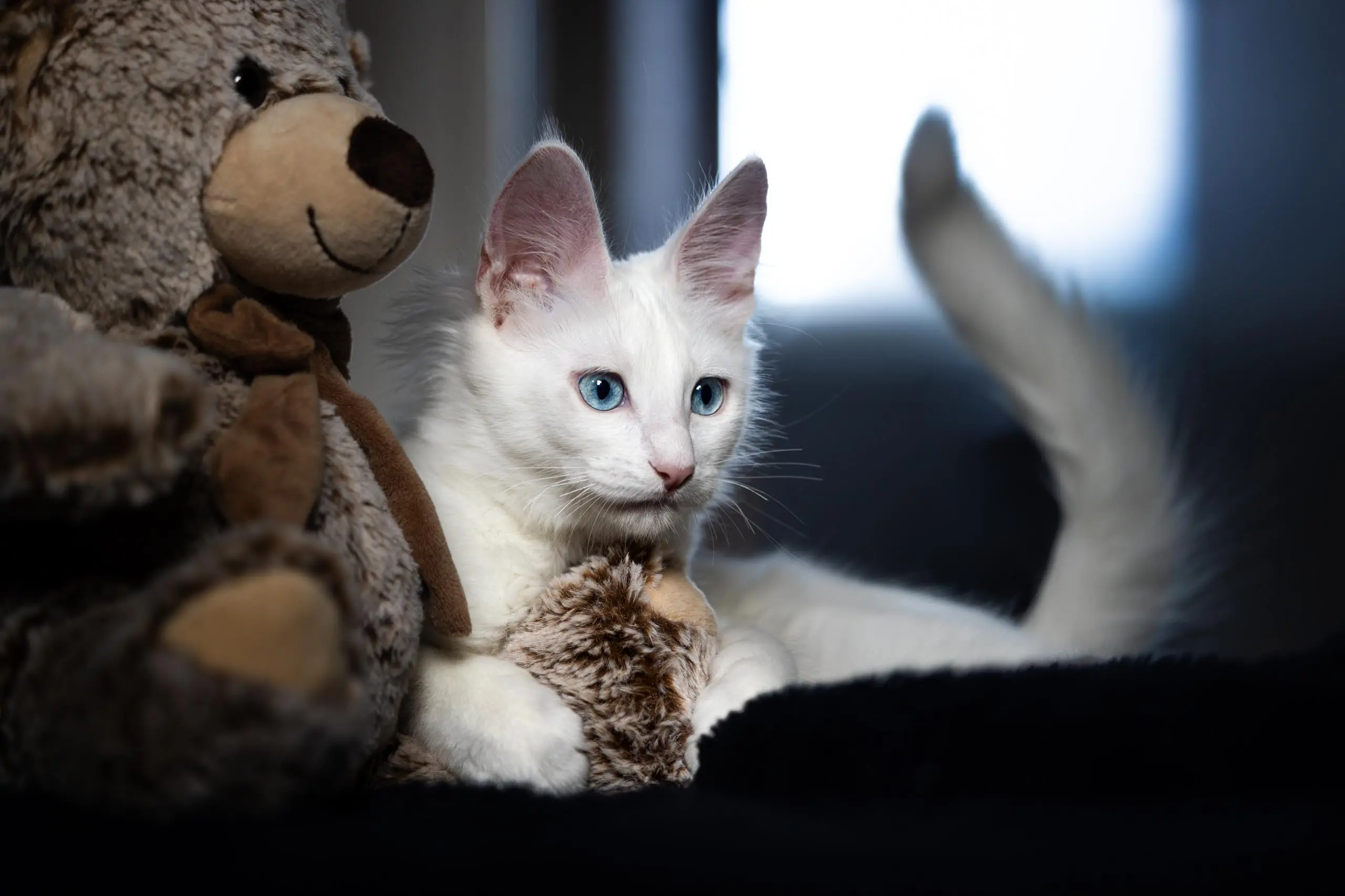 Photo portrait chat artistique chaton doudou peluche