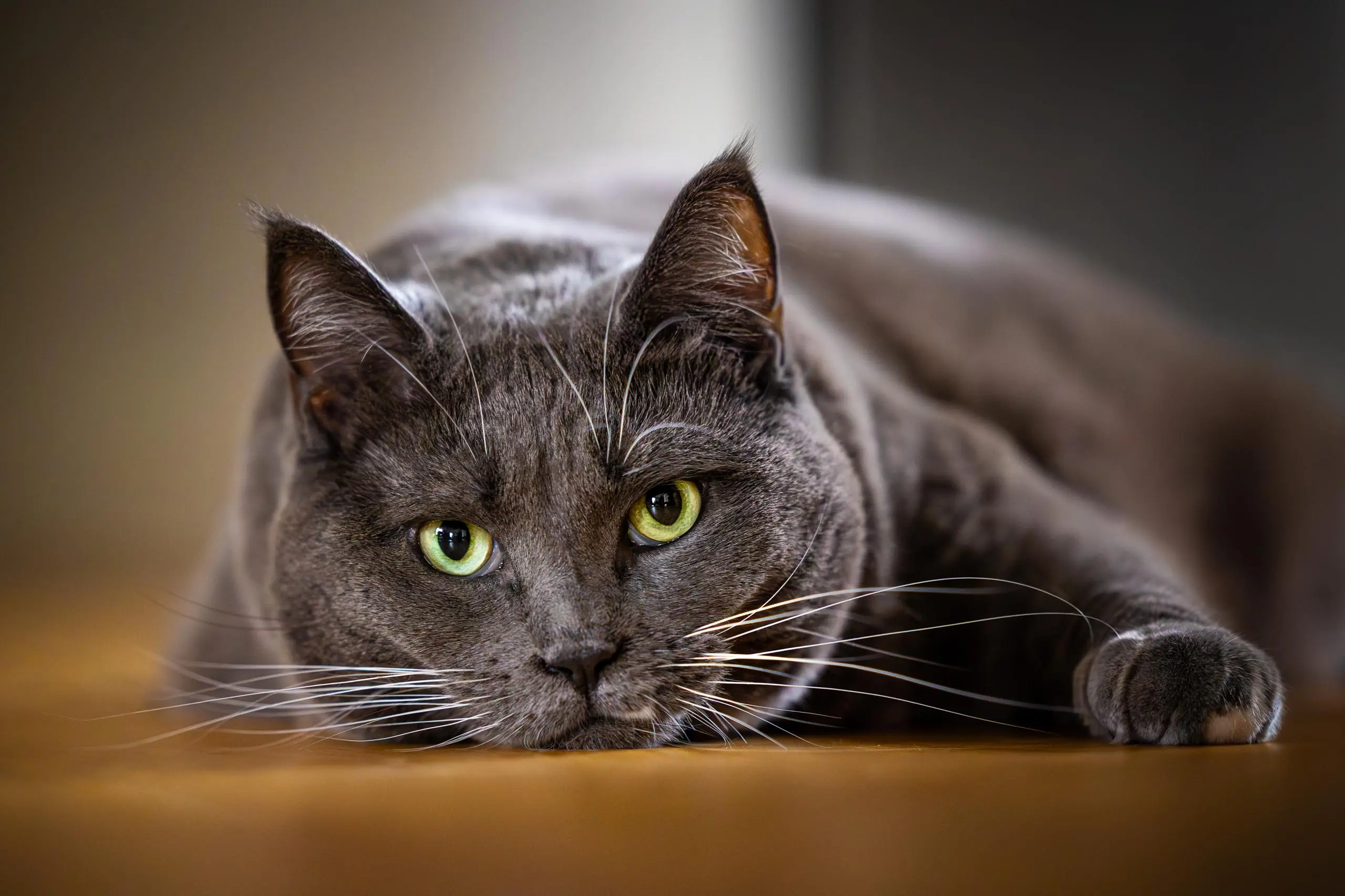 Photo portrait chat artistique regard percant