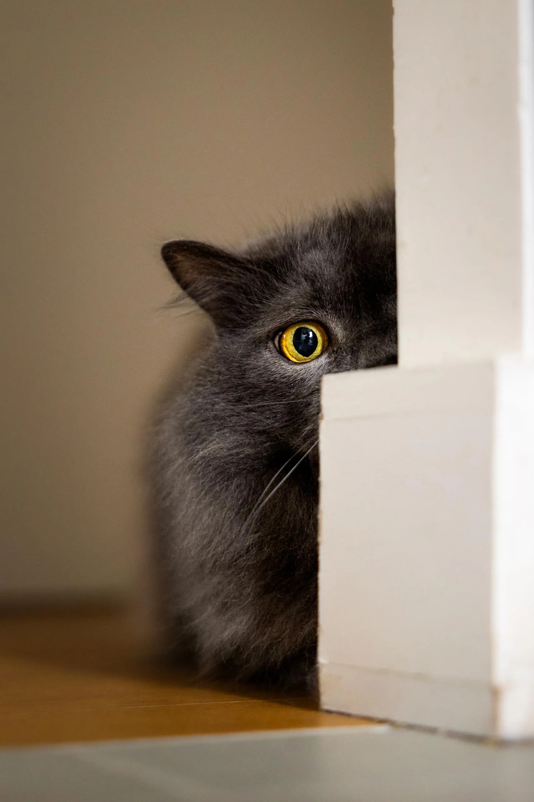 Photo portrait chat artistique jeu cache cache