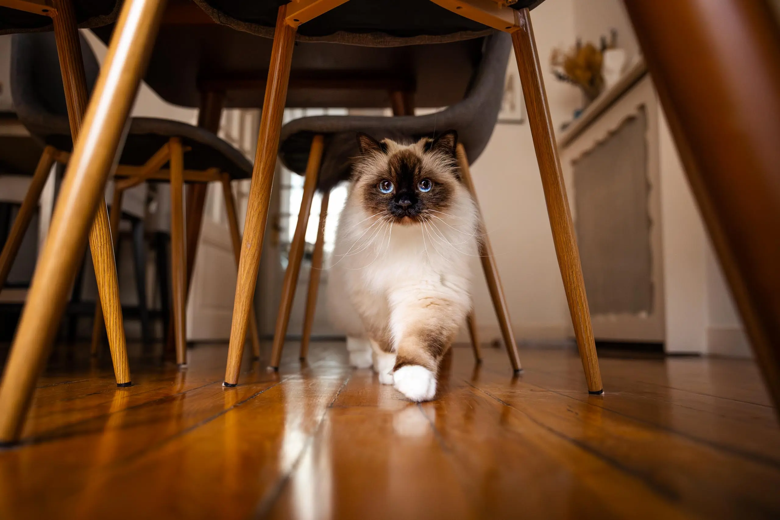 Photo portrait chat artistique sous la table salon paris