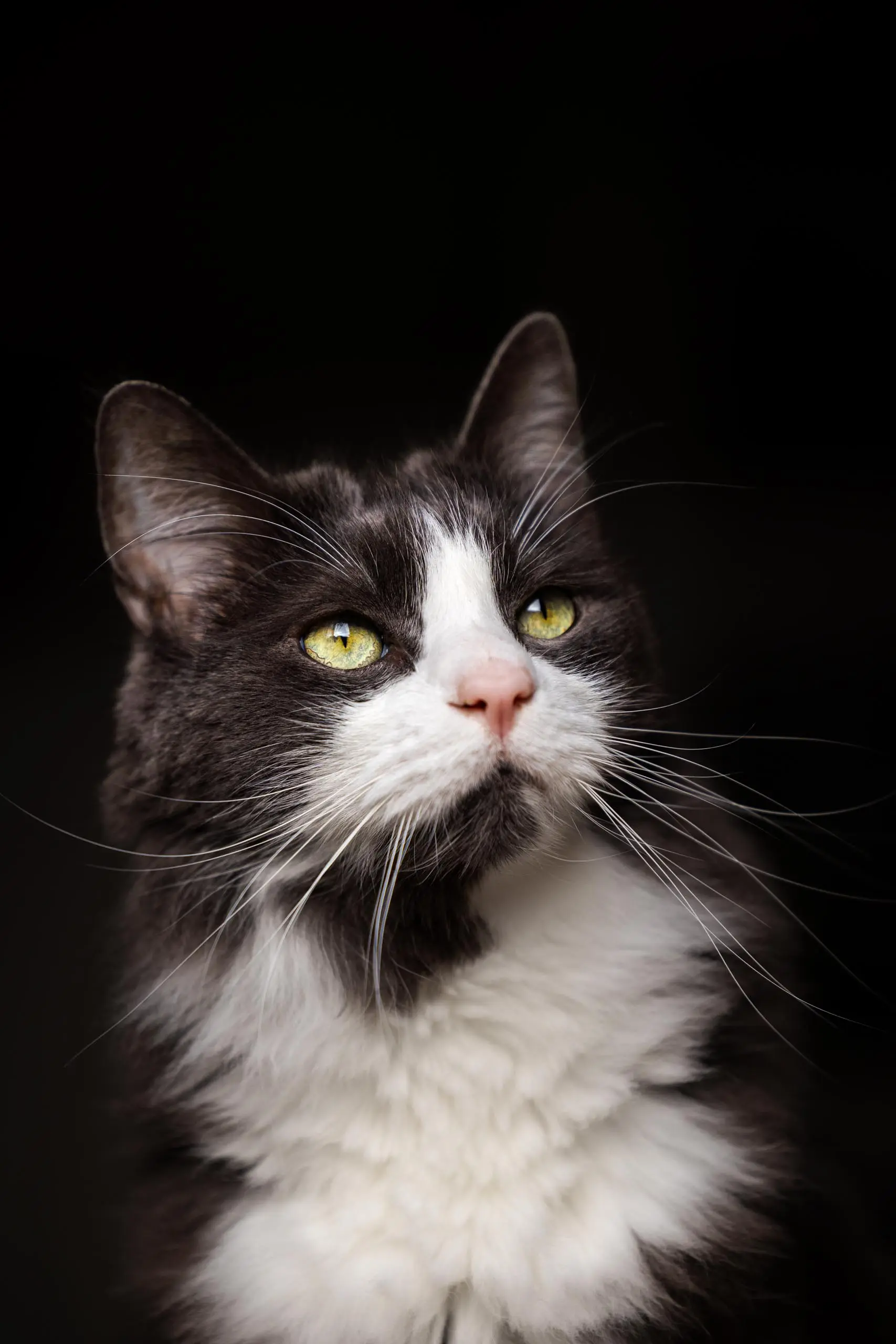 Photo portrait chat artistique fond noir
