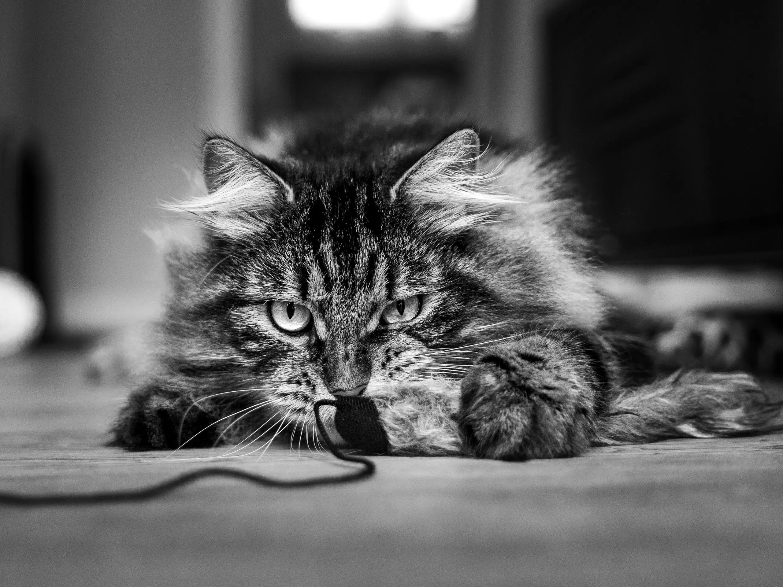 Photo chat portrait noir et blanc jeu