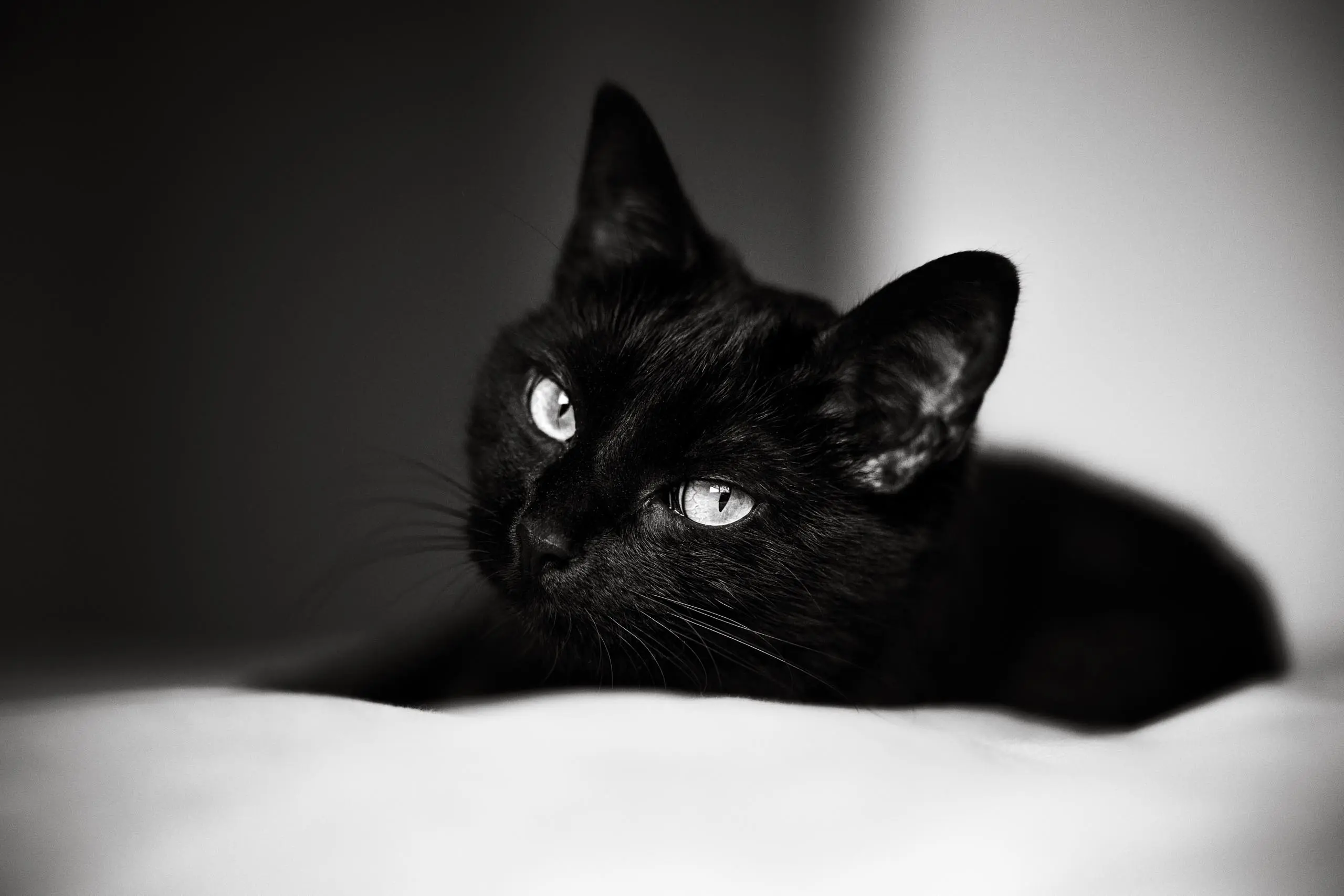 Photo chat portrait noir et blanc coussin