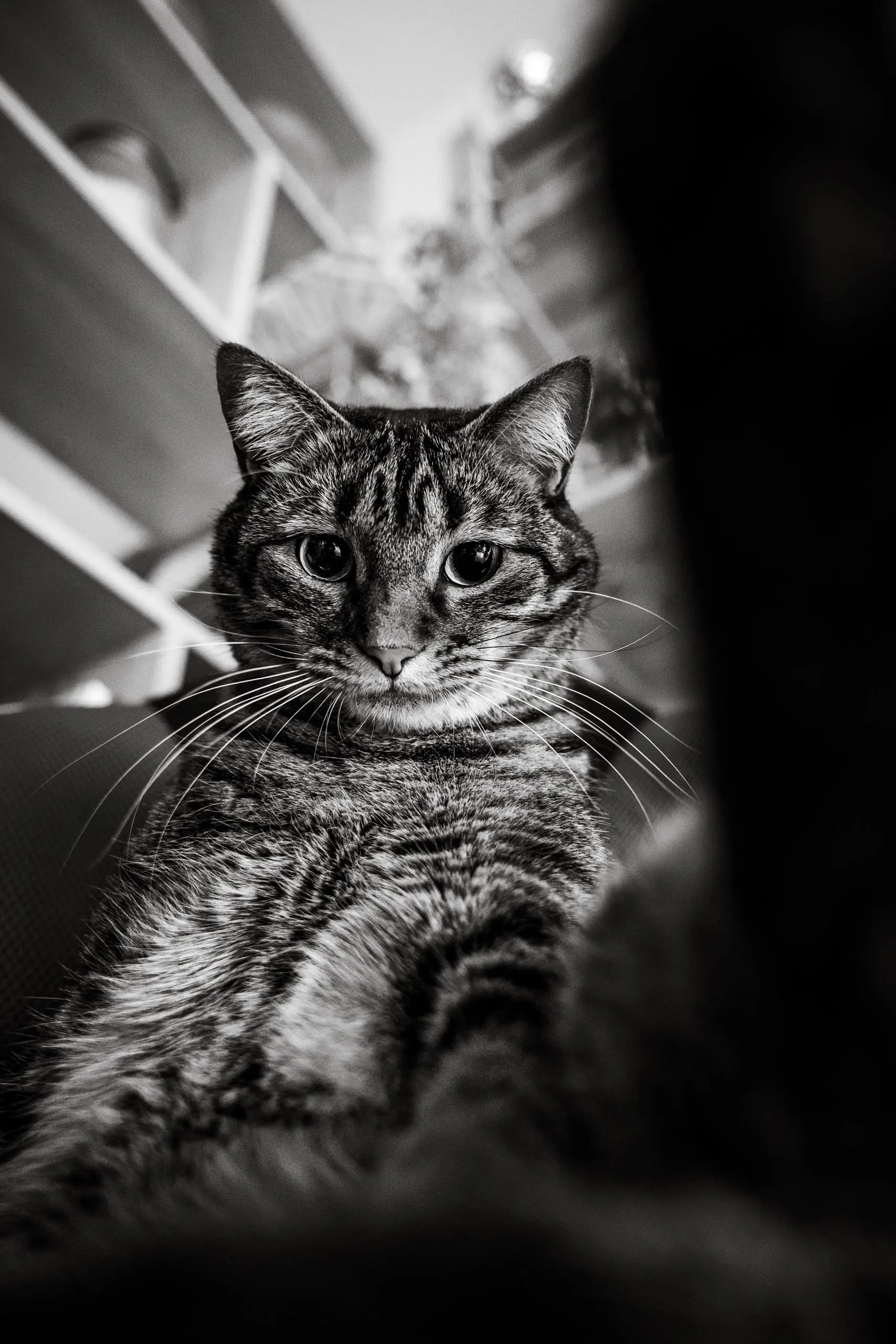 Photo chat portrait noir et blanc original