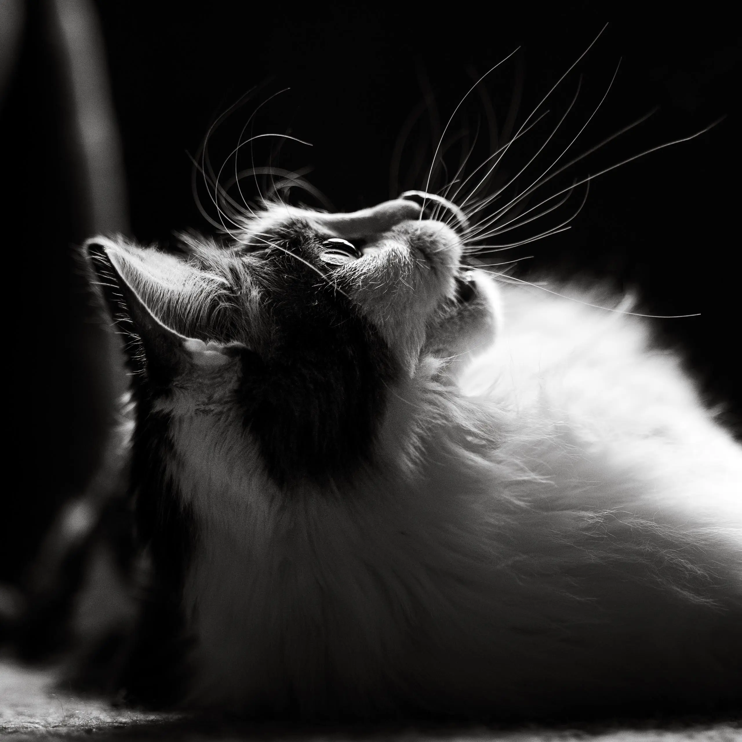 Photo chat portrait noir et blanc contraste