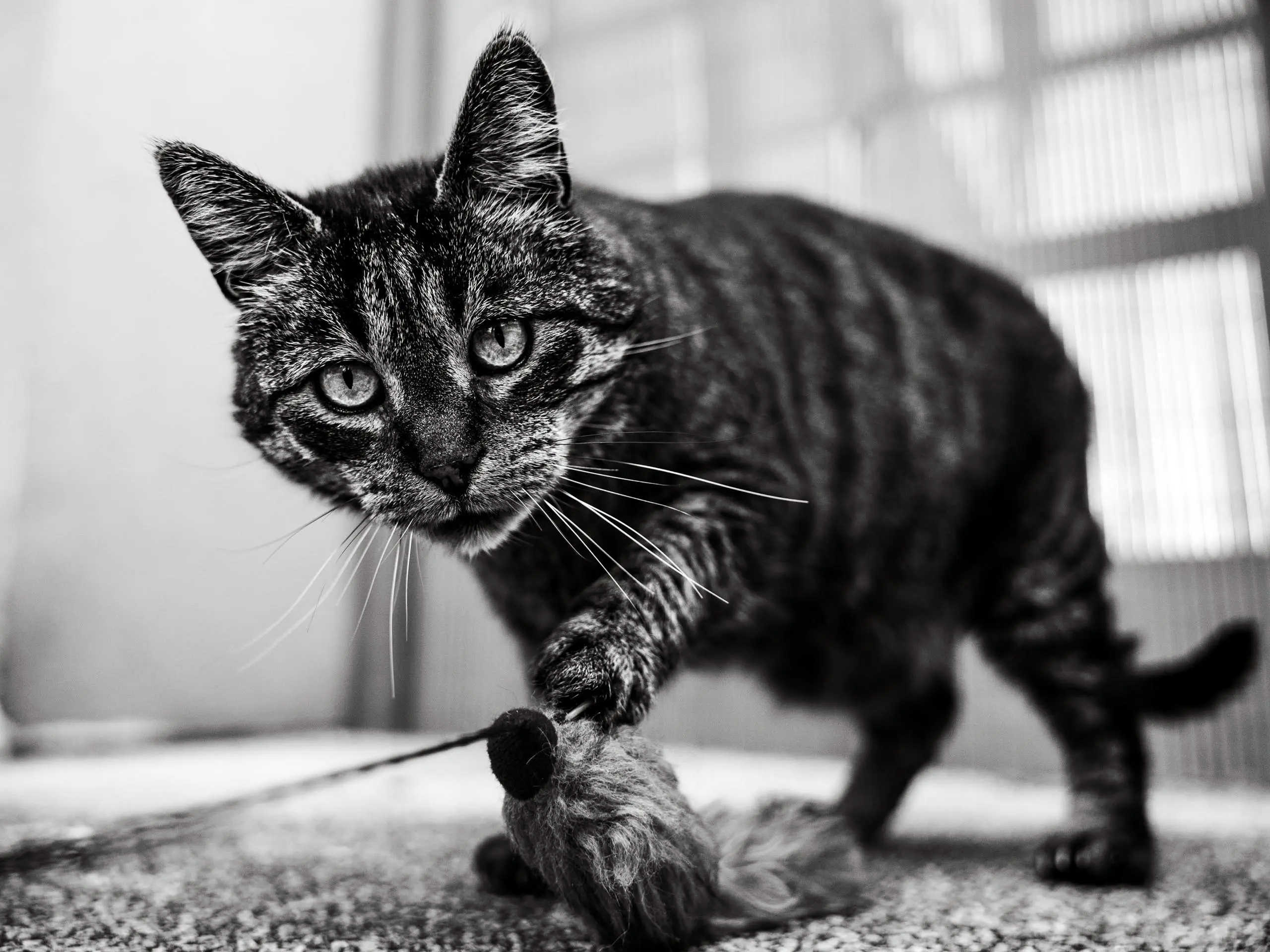 Photo chat noir et blanc jeu